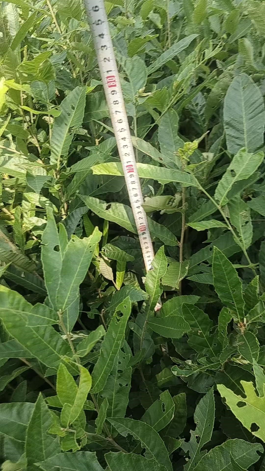 湿地松杯苗实拍